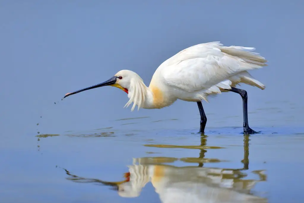 Best Places for Birdwatching in Spain