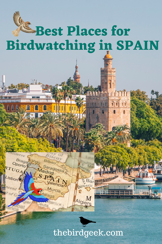 Best Places for Birdwatching in Spain Pin