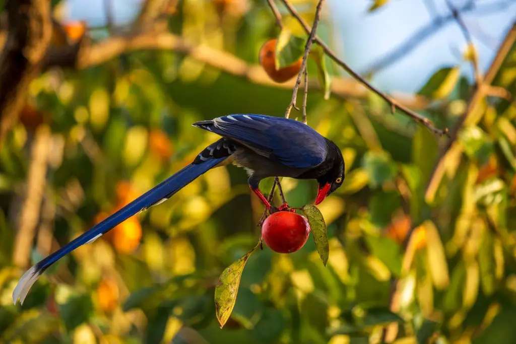 Best Places for Birdwatching in Spain