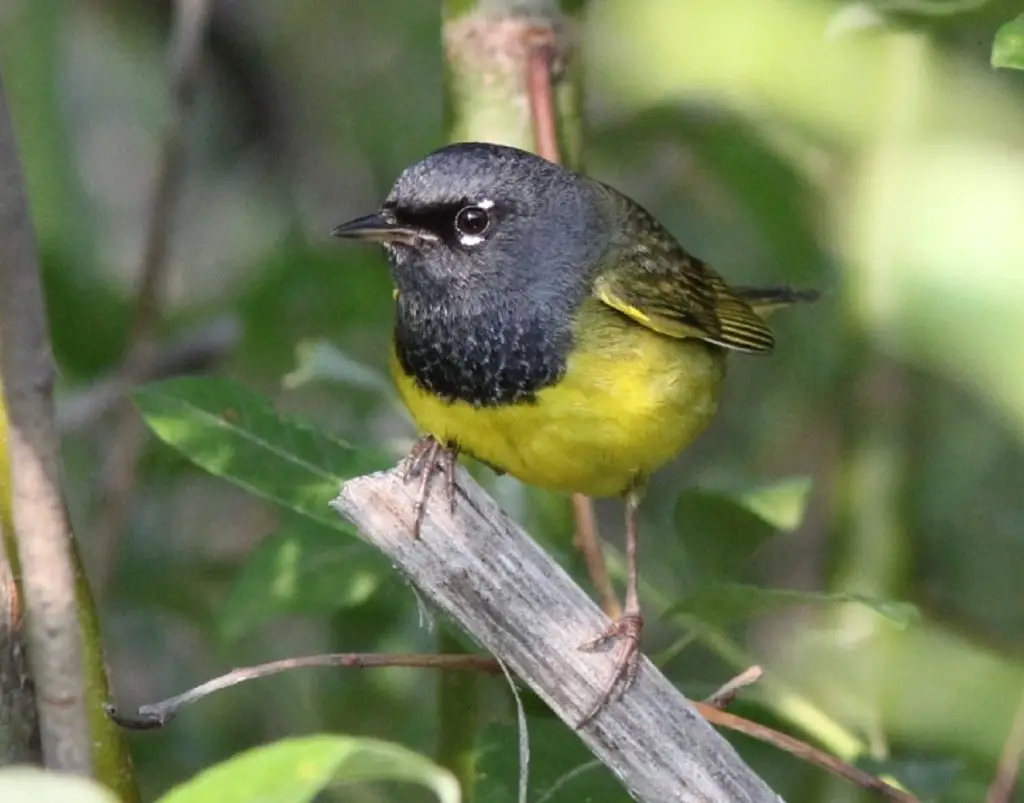 best places in the rockies to go birdwatching