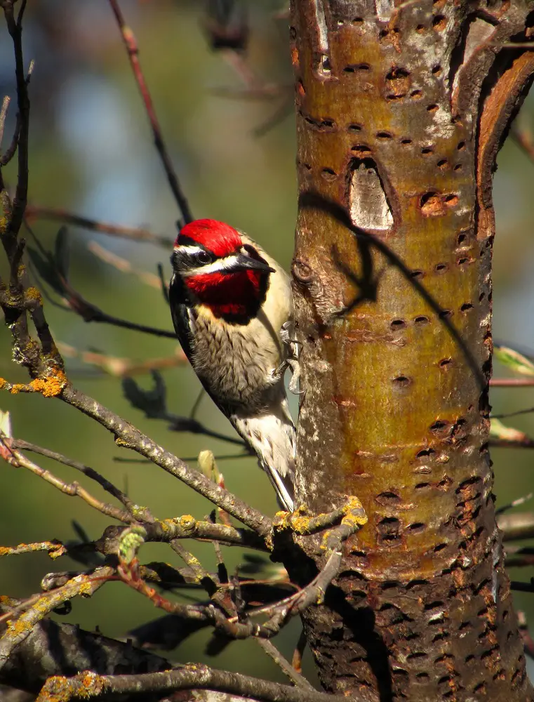 best places in the rockies to go birdwatching
