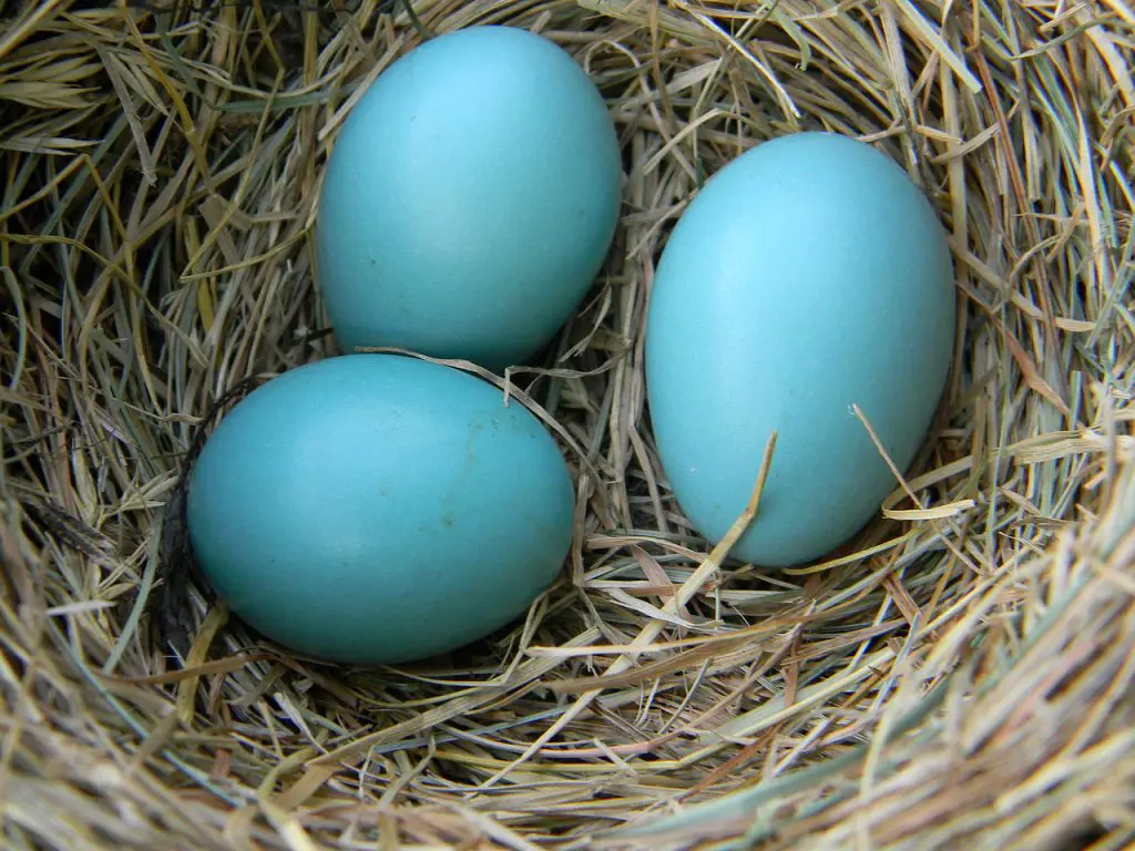 robin egg identification