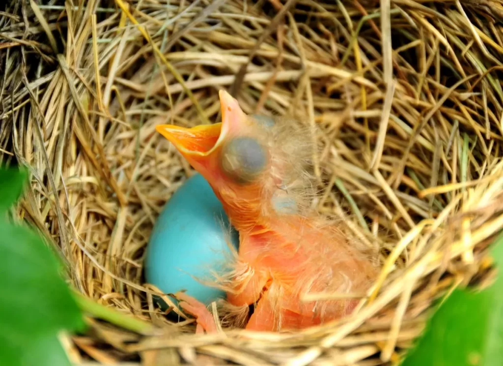 robin egg identification