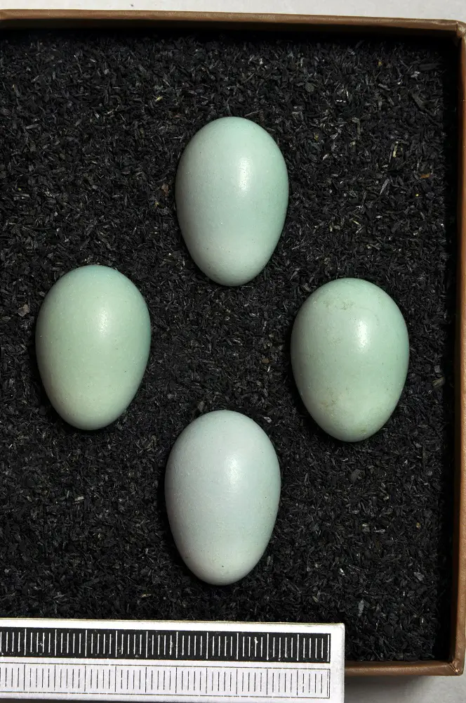 robin egg identification