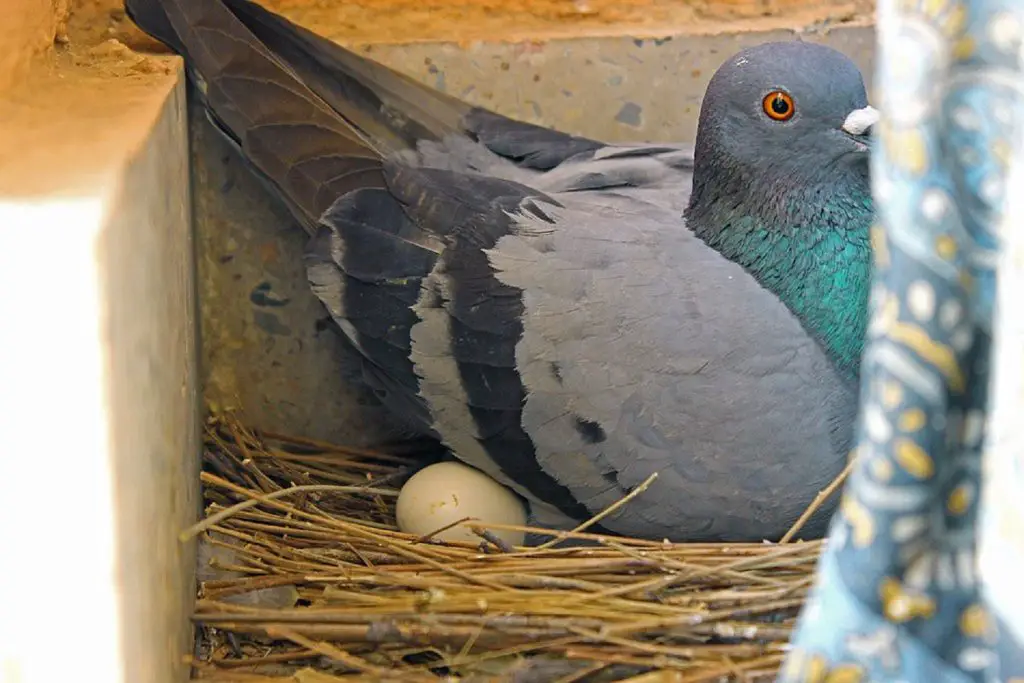 all about baby pigeons