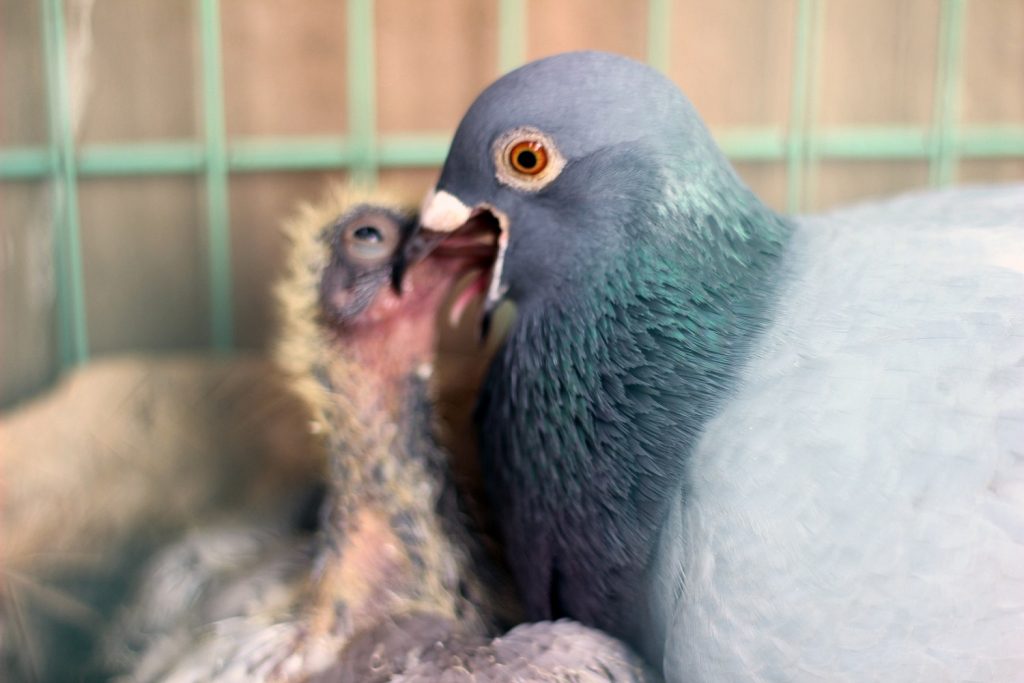 all about baby pigeons