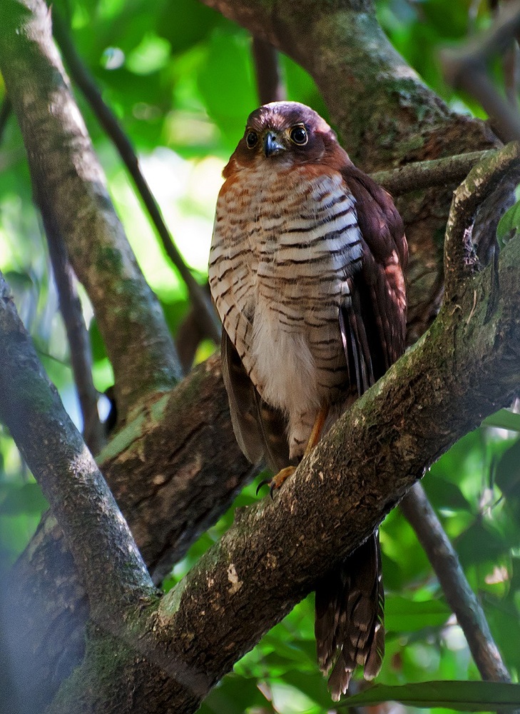 best birdwatching in Cancun Barred Forest Falcon