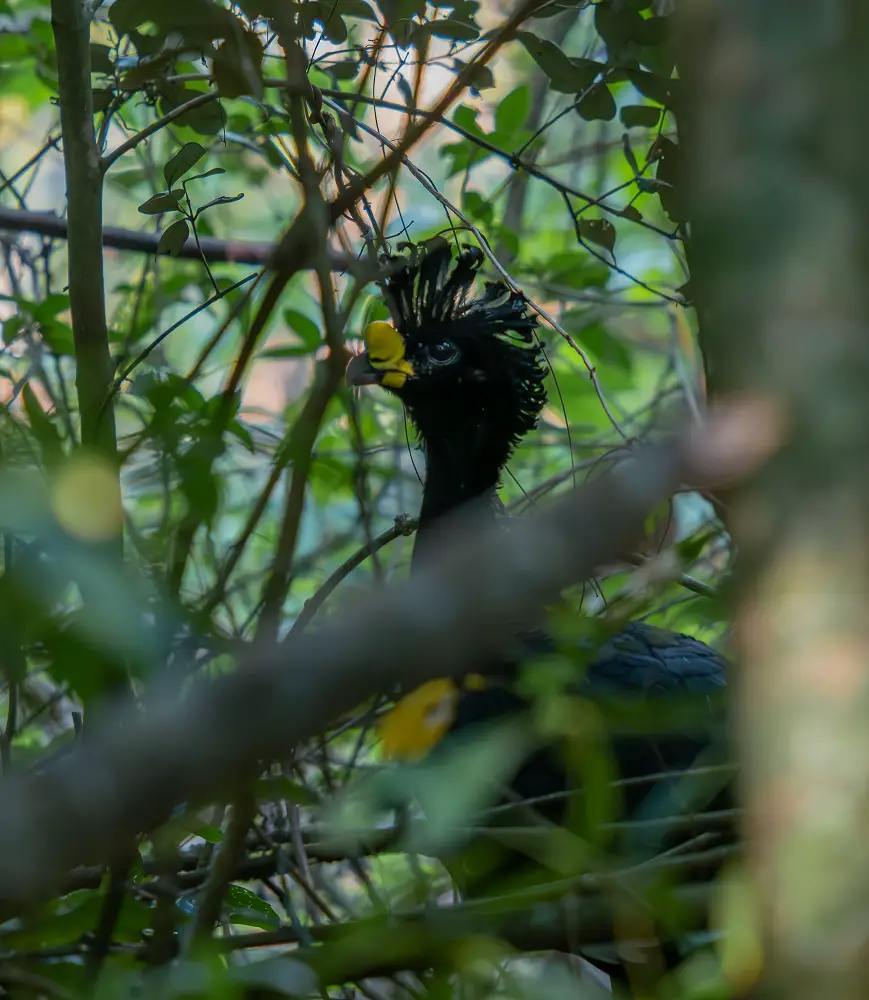 best birdwatching in Cancun Great Curassow