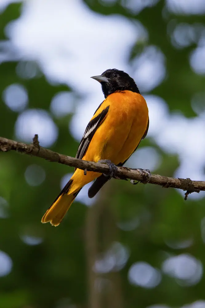 best birdwatching in Cancun Orange Oriole