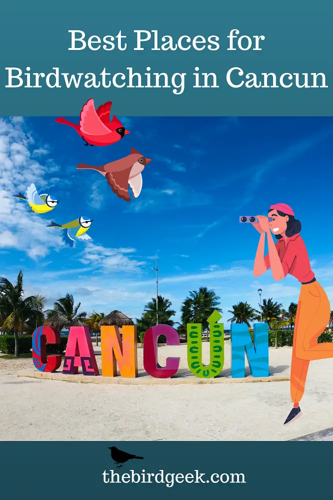 best birdwatching in Cancun Pin