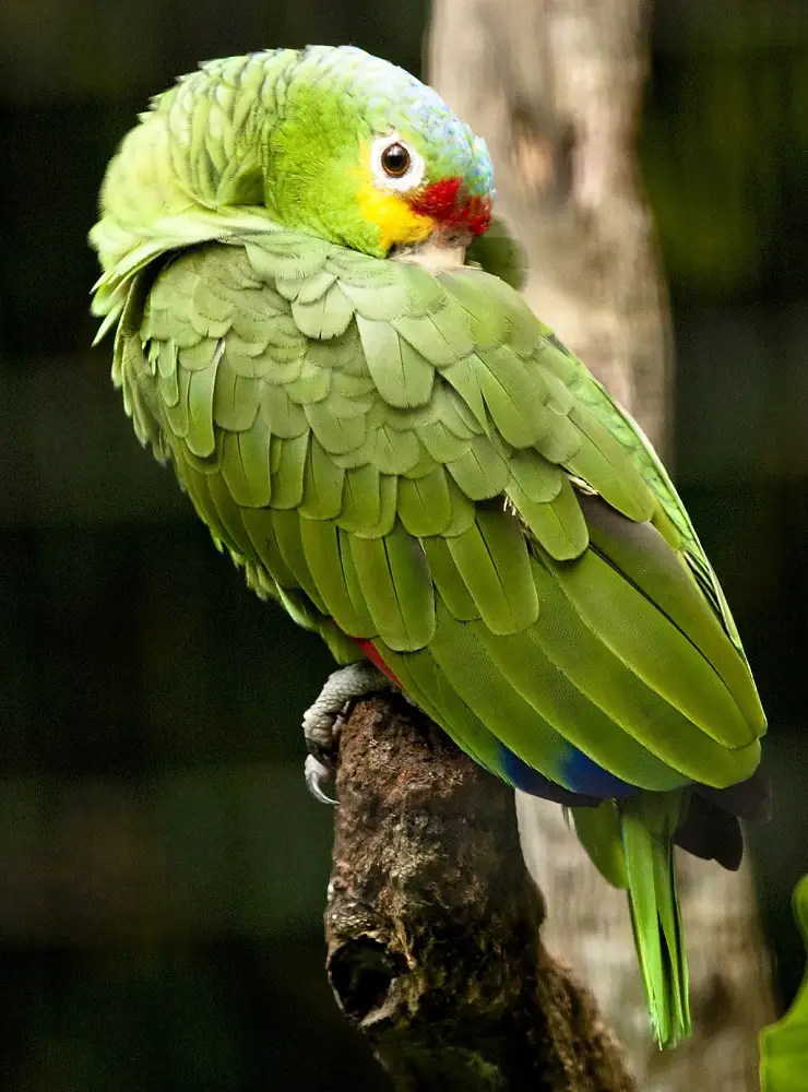 best birdwatching in Cancun Yellow Lore Parrot