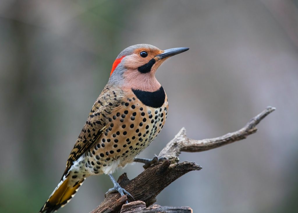 best birdwatching in Cancun Yucatan Woodpecker