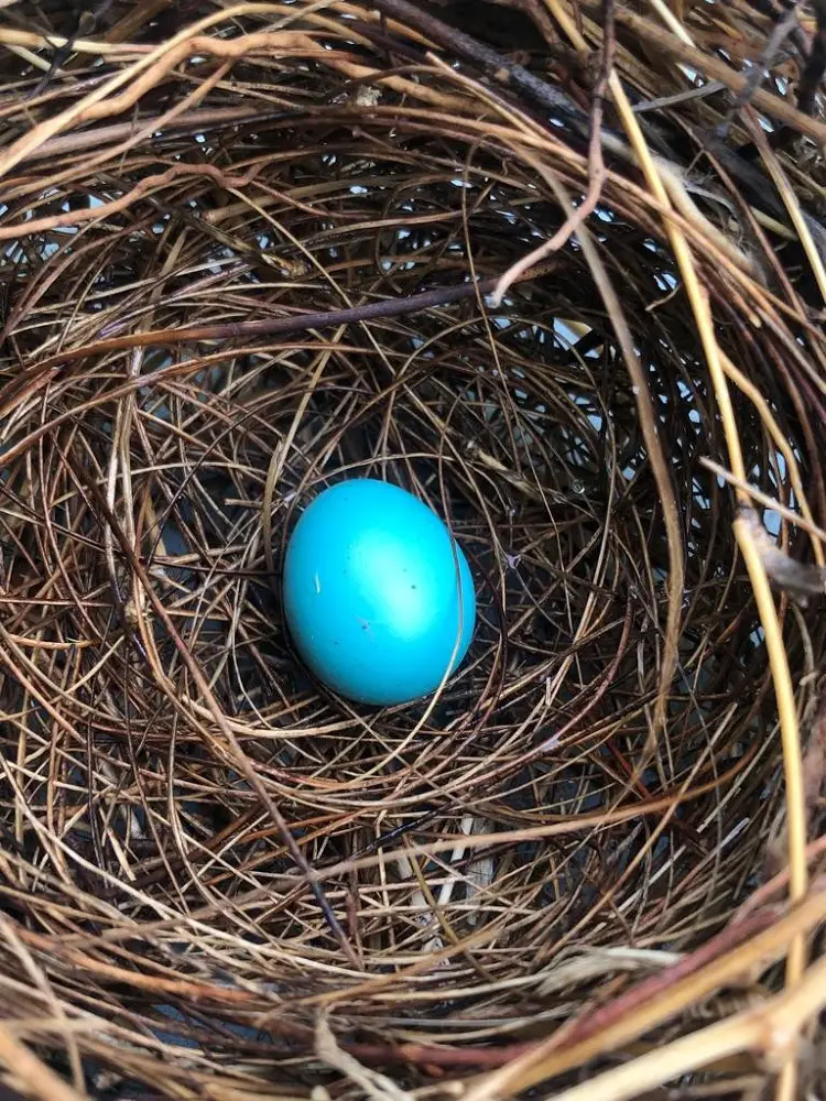 robin egg identification