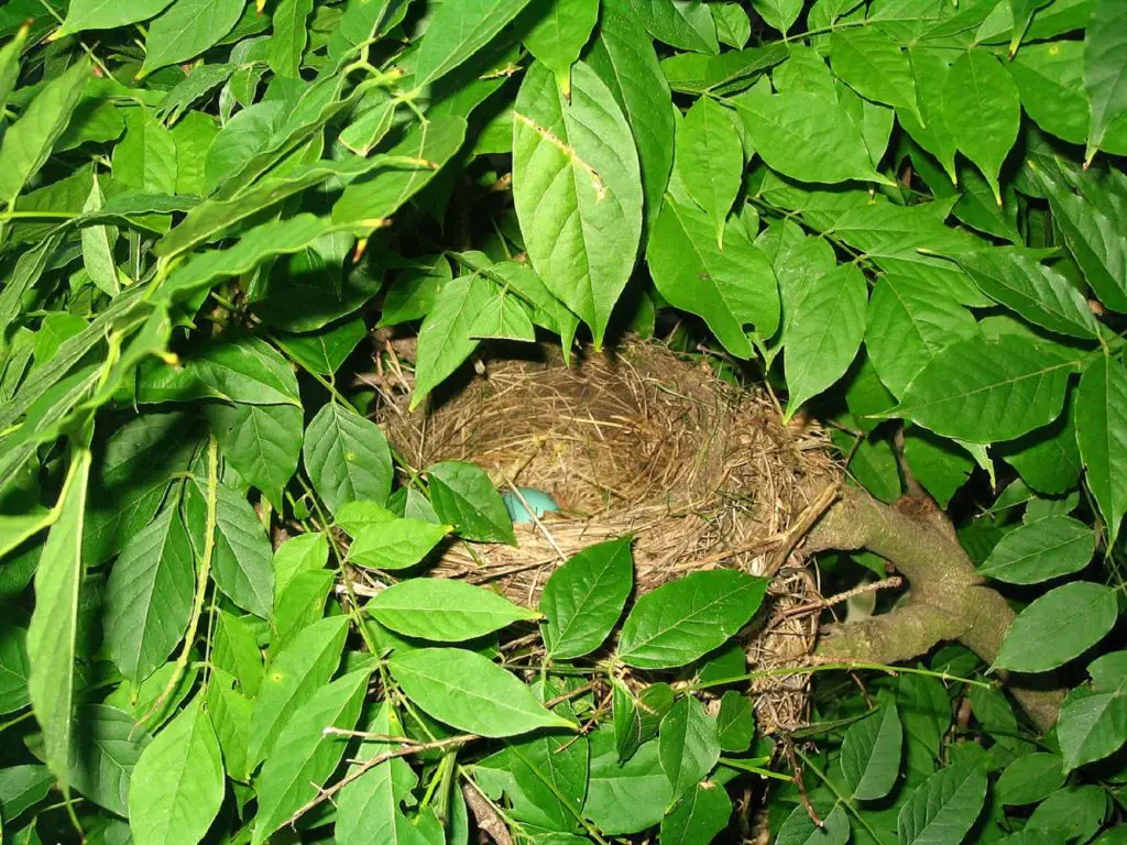 robin egg identification