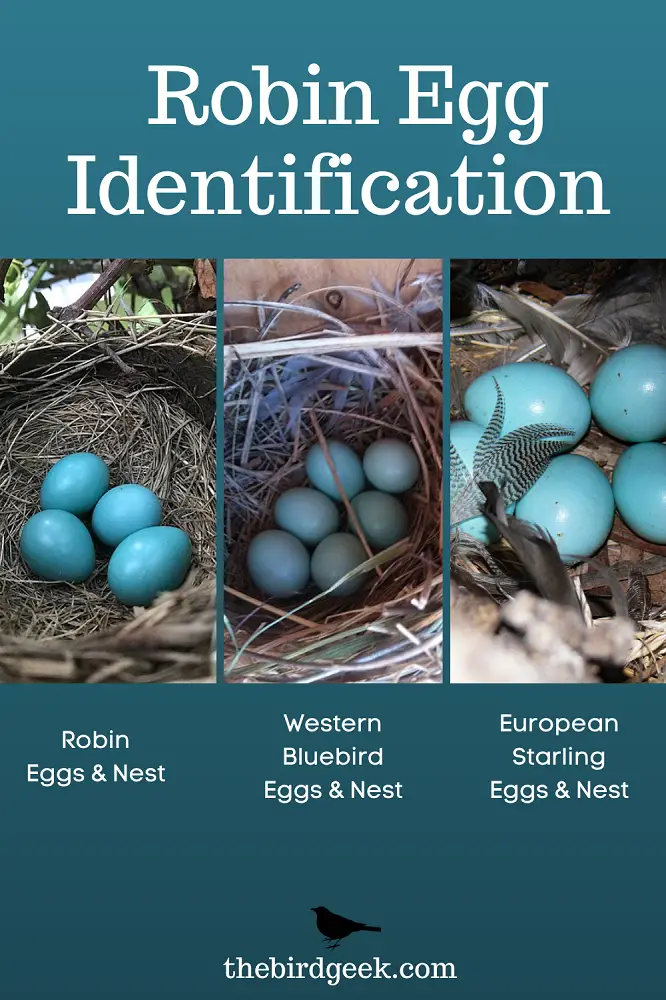 robin egg identification