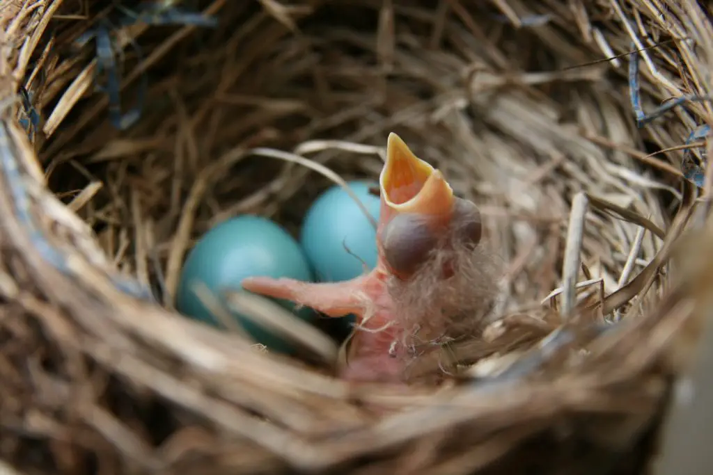 robin egg identification