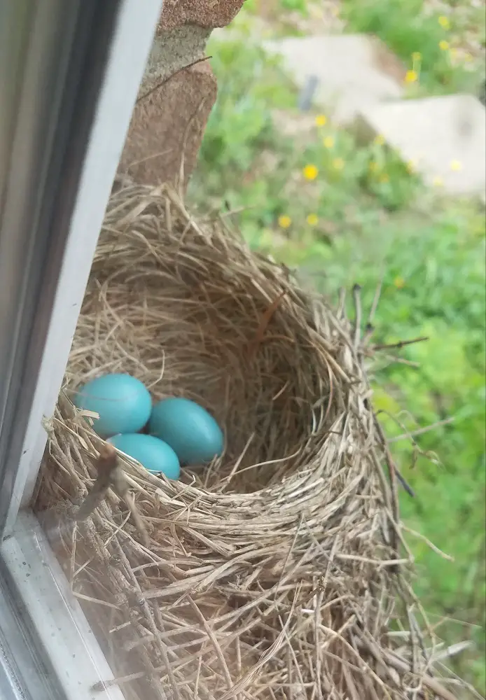 robin egg identification