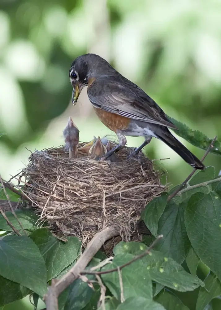 robin egg identification