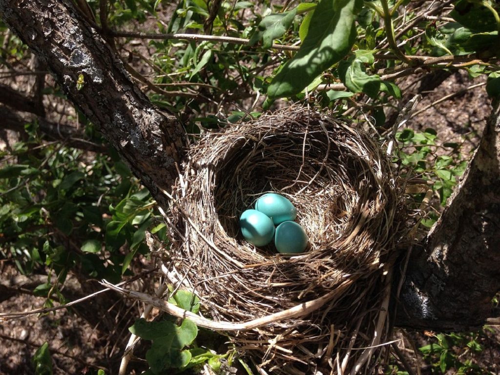 robin egg identification