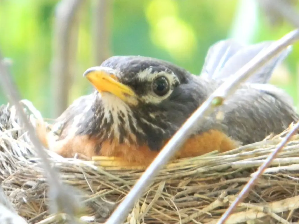 robin egg identification