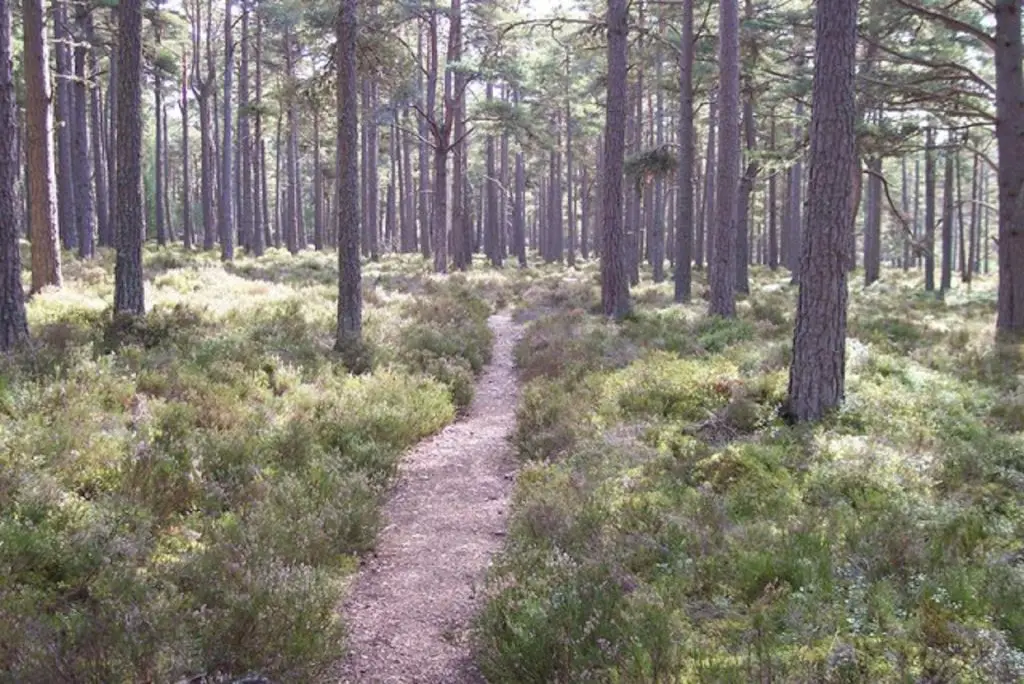 best birdwatching locations in scotland