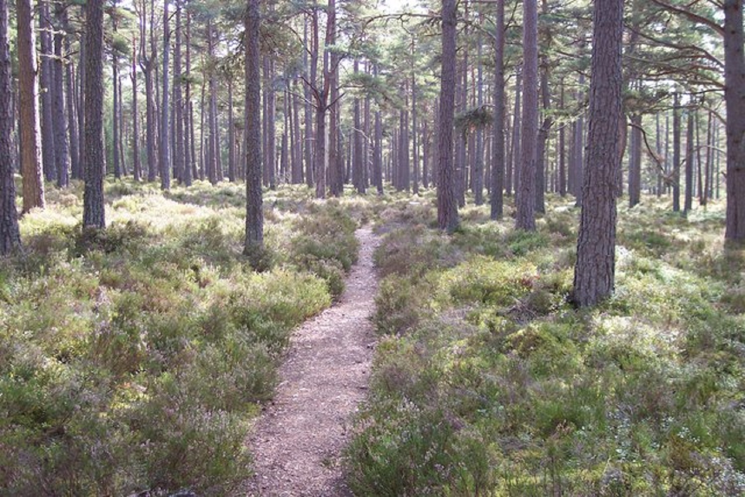 The Best Birdwatching Locations in Scotland - The Bird Geek
