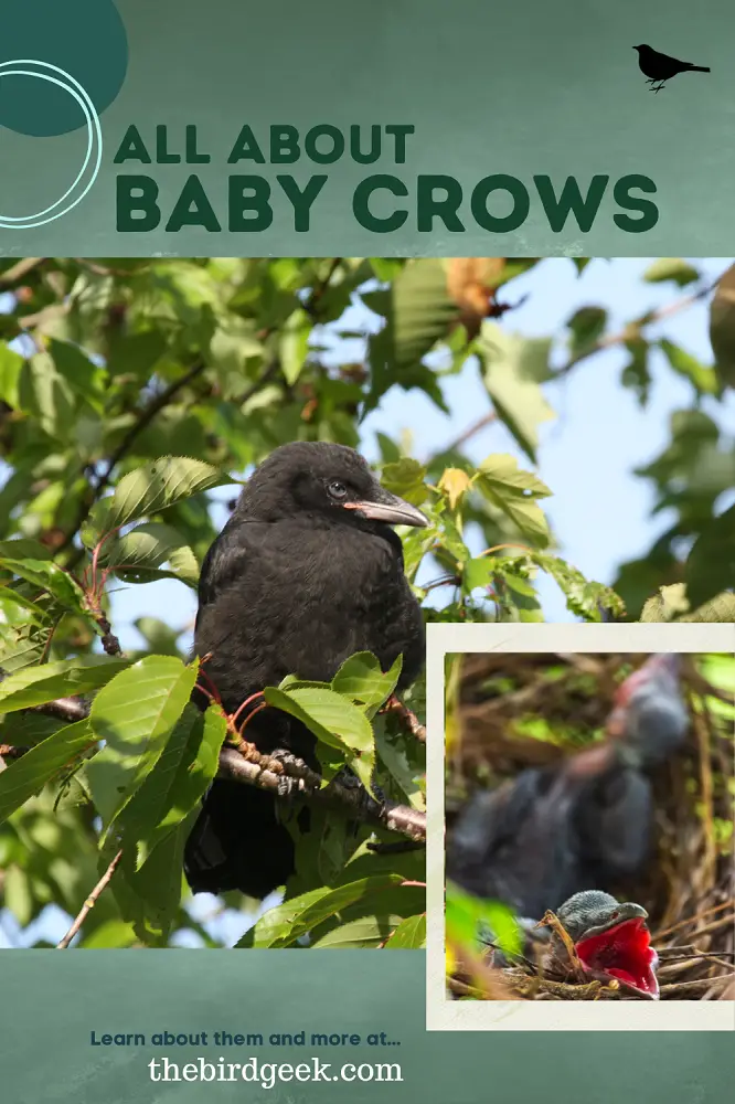 all about baby crows