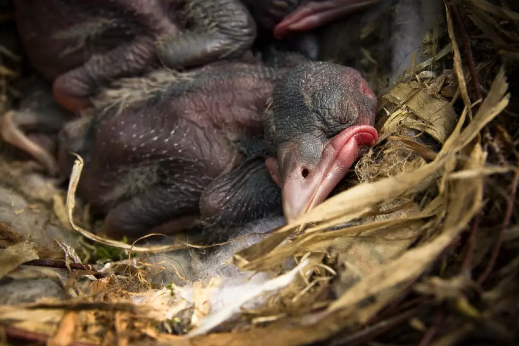 baby crows