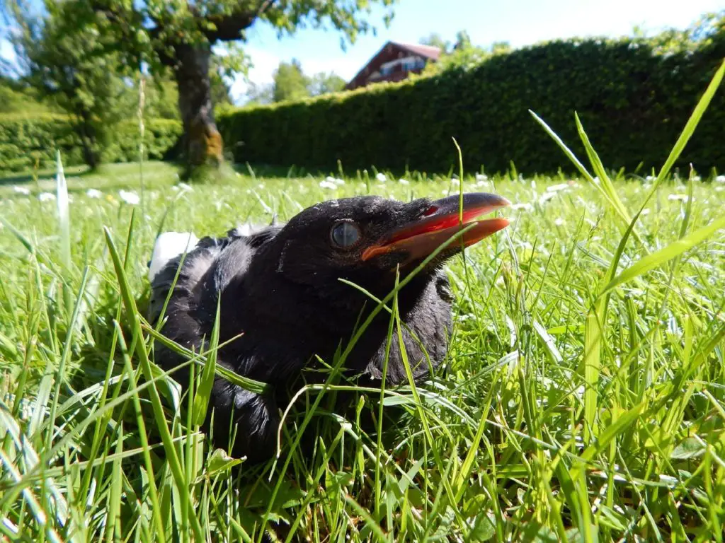 baby crows chick