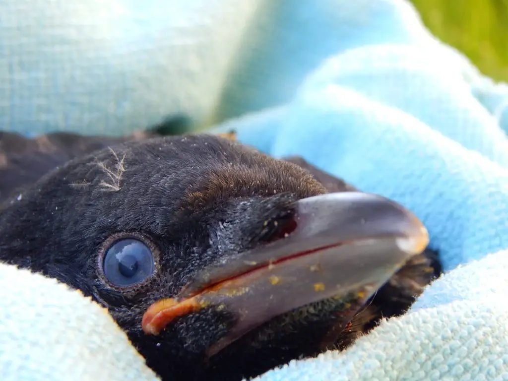 baby crows chick 2