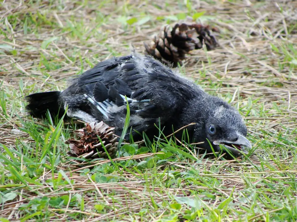 baby crows chick 3