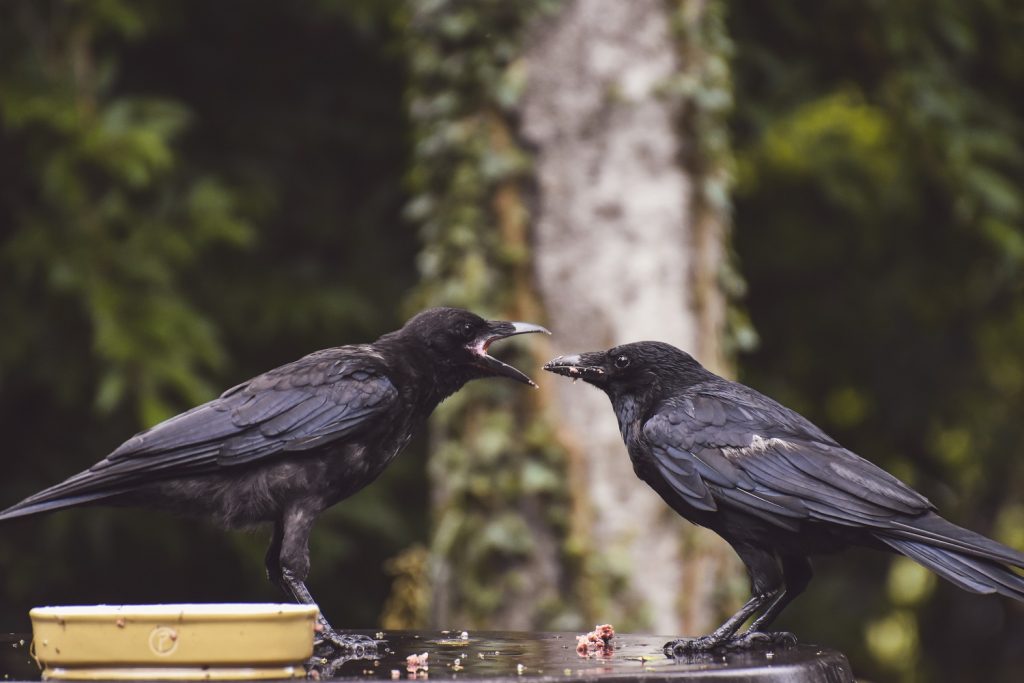 baby crows mates
