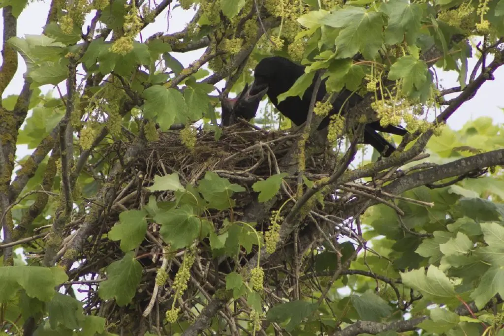 baby crows nest