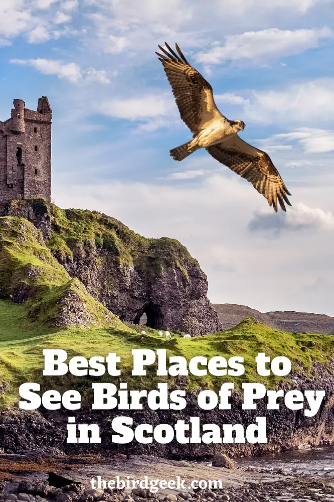 besr birdwatching places in scotland 1