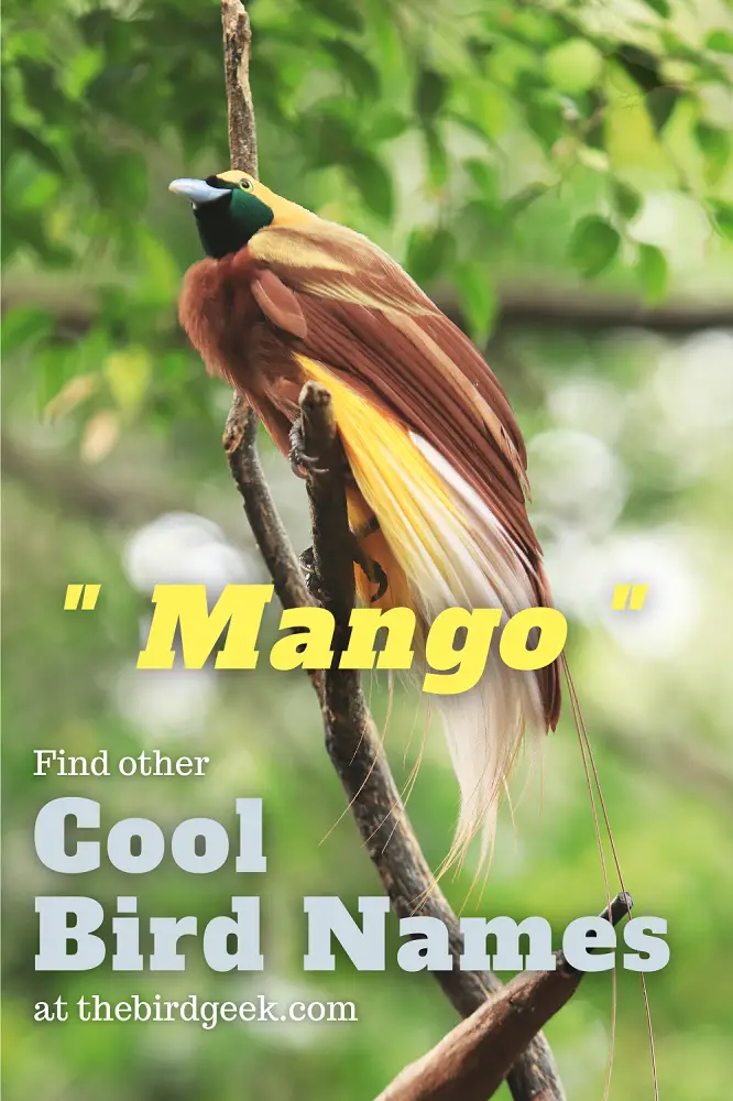 cool bird names