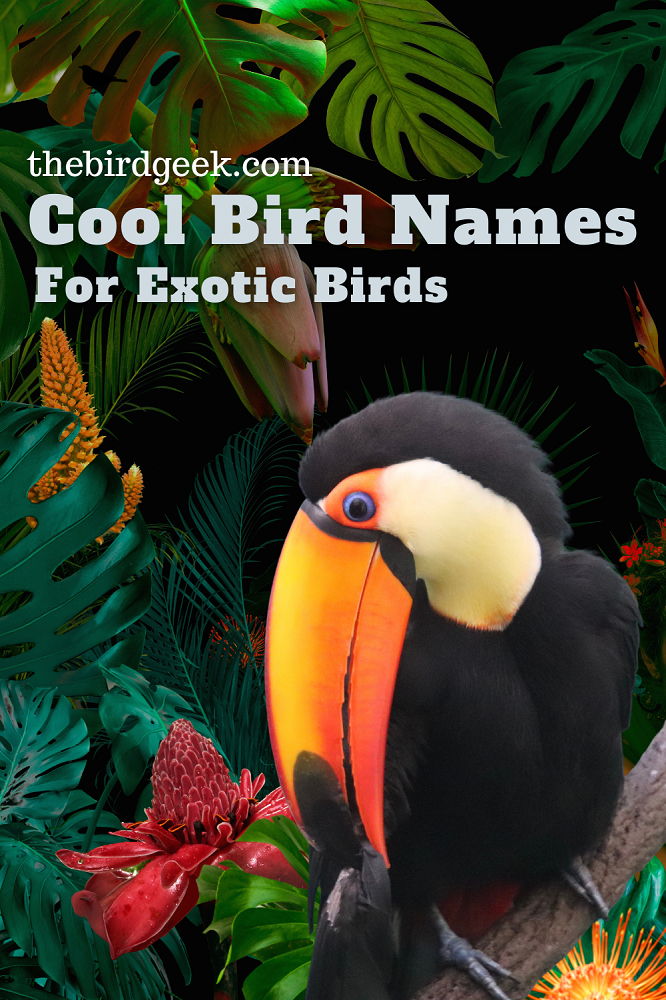 cool bird names
