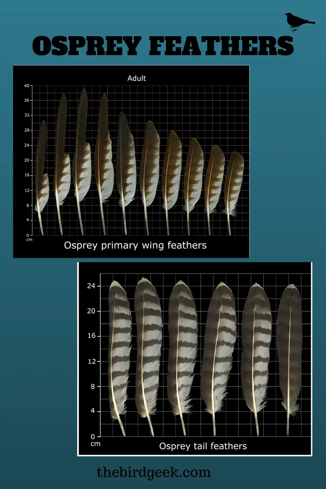 osprey feather meaning