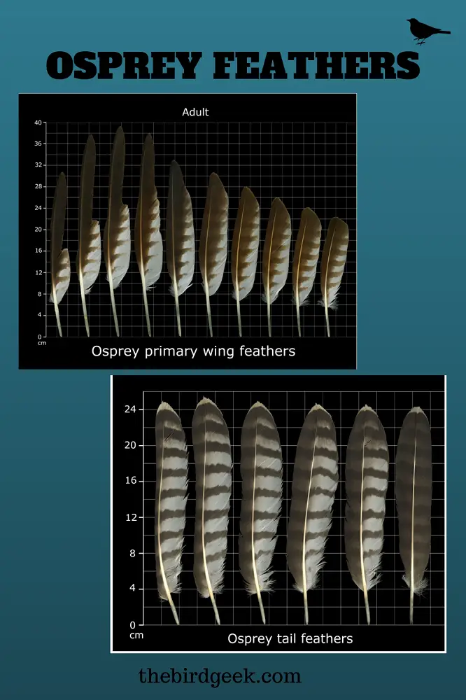 BEST GUIDE TO OSPREY FEATHER MEANING - The Bird Geek