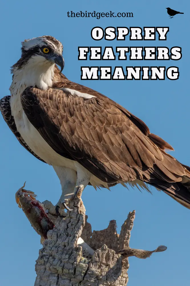 osprey feather meaning