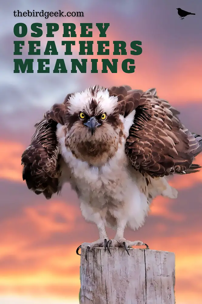 BEST GUIDE TO OSPREY FEATHER MEANING - The Bird Geek