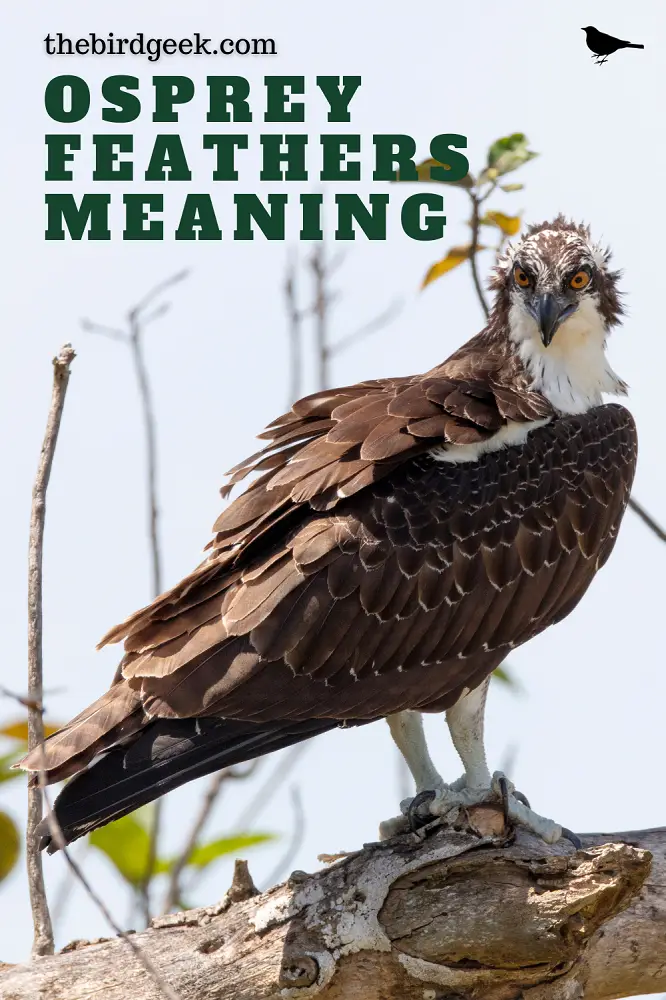 osprey feathers meaning