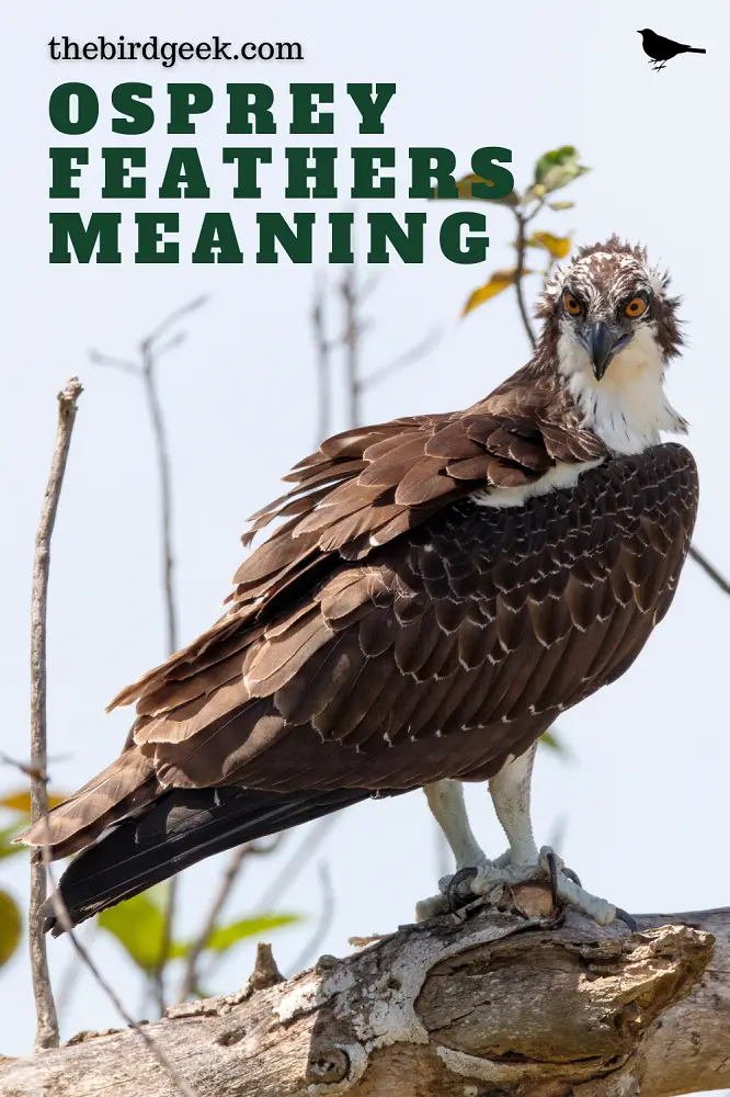 BEST GUIDE TO OSPREY FEATHER MEANING - The Bird Geek