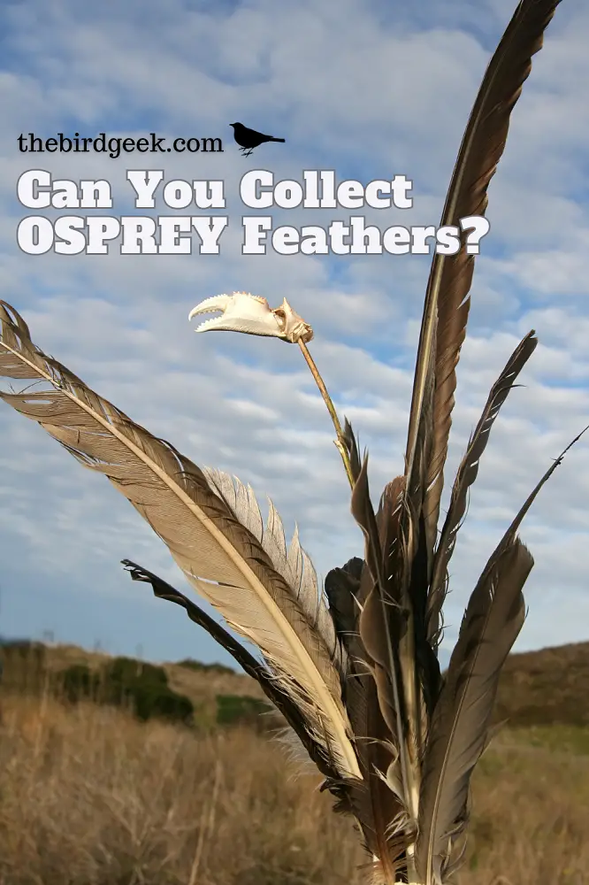 BEST GUIDE TO OSPREY FEATHER MEANING - The Bird Geek