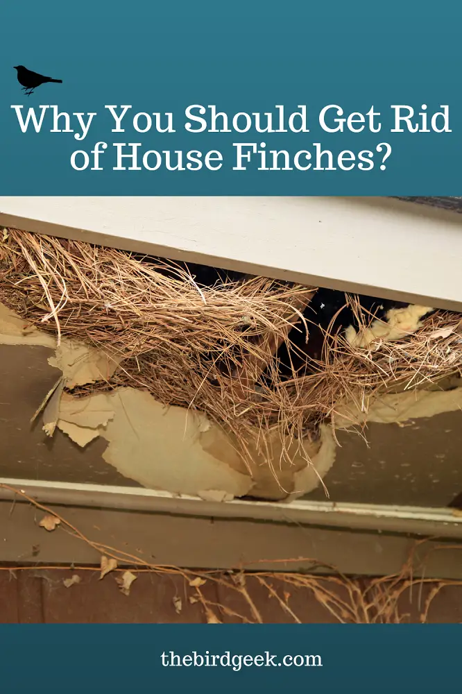 How to Get Rid of House Finches