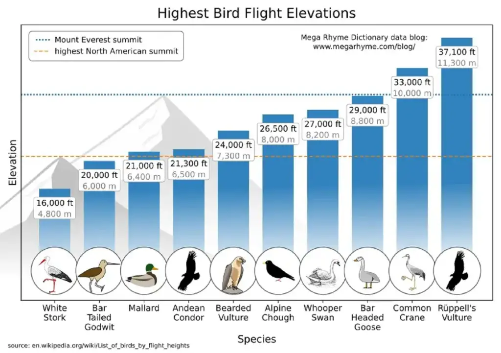 Highest Flying Birds