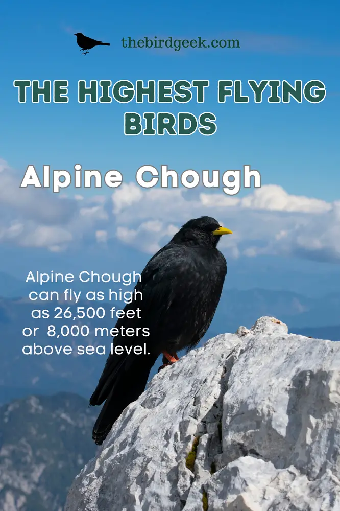 Highest Flying Birds