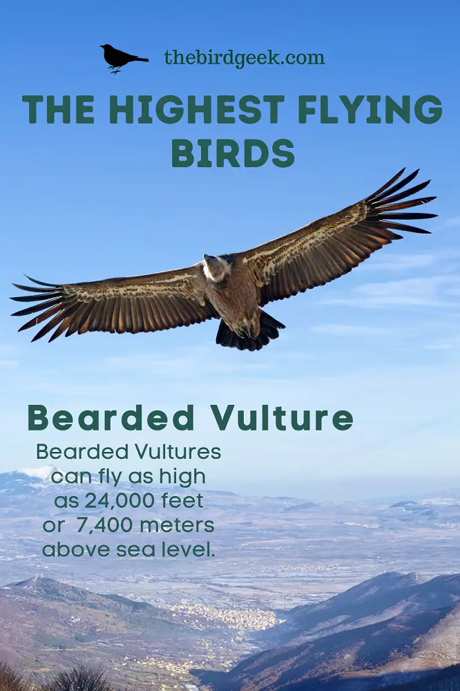 The Highest Flying Birds - The Bird Geek