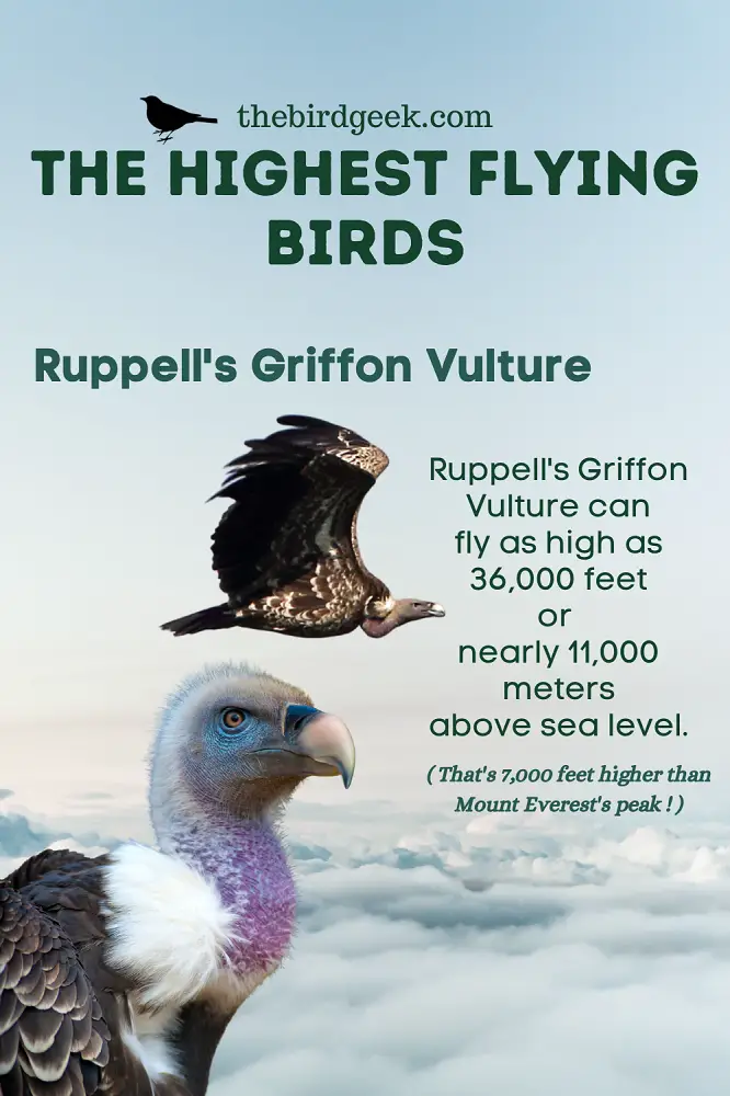 Highest Flying Birds