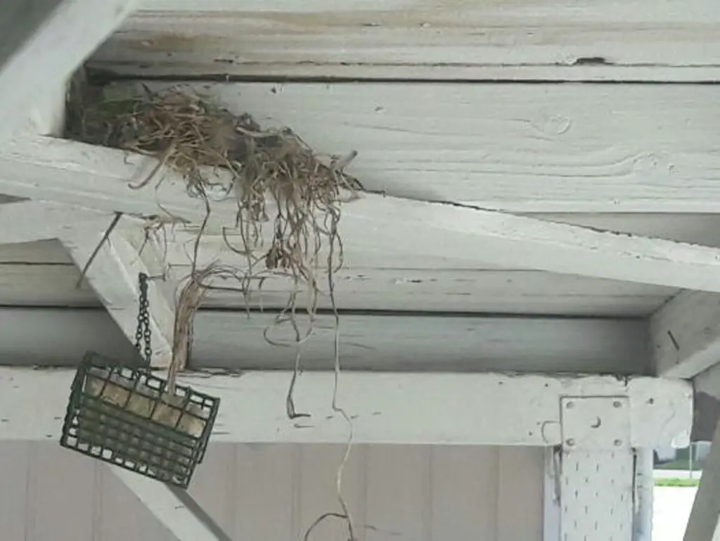 house finch nesting habits