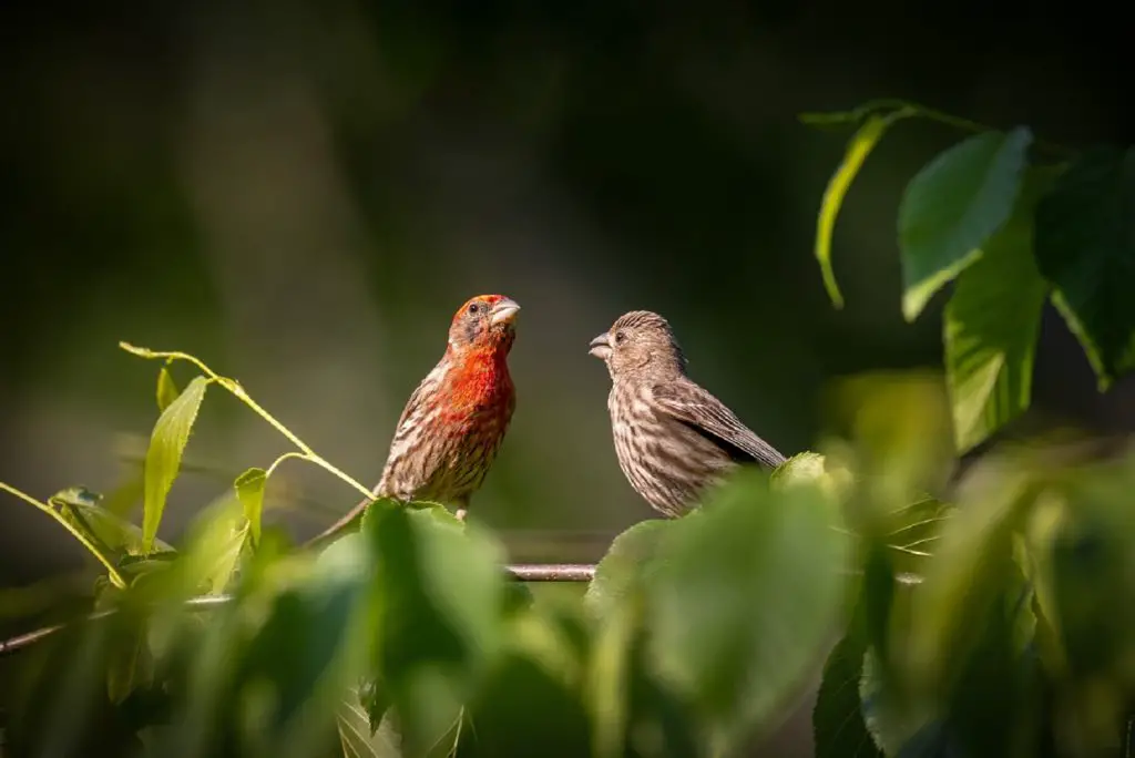 house finch nesting habits